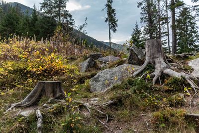 Trees on field in forest against sky