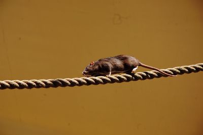 Close-up of rat walking on rope against wall