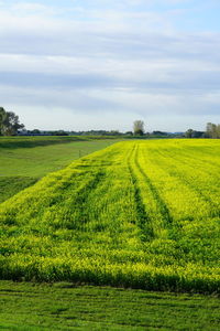 Scenic view of agricultural field against sky