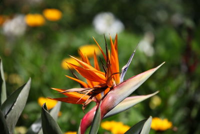 Close-up of orange flowering plant