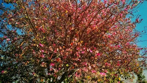 Low angle view of flowers