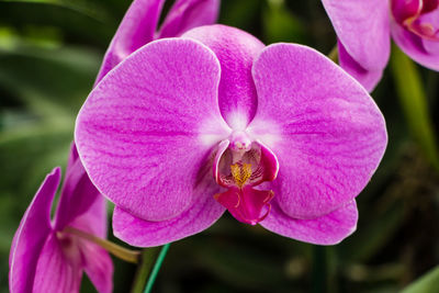 Close-up of pink orchids