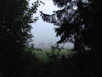 Trees growing in field