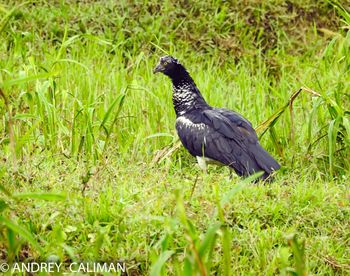 Bird perching on a field