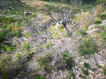 Plants growing in stream