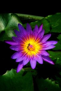 Close-up of yellow flower blooming against black background