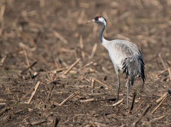 Side view of a bird on land