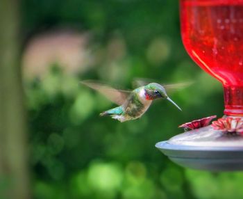 Close-up side view of a bird against blurred background