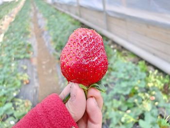 Close-up of hand holding strawberry