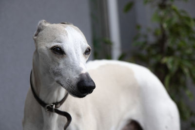 Close-up portrait of a dog