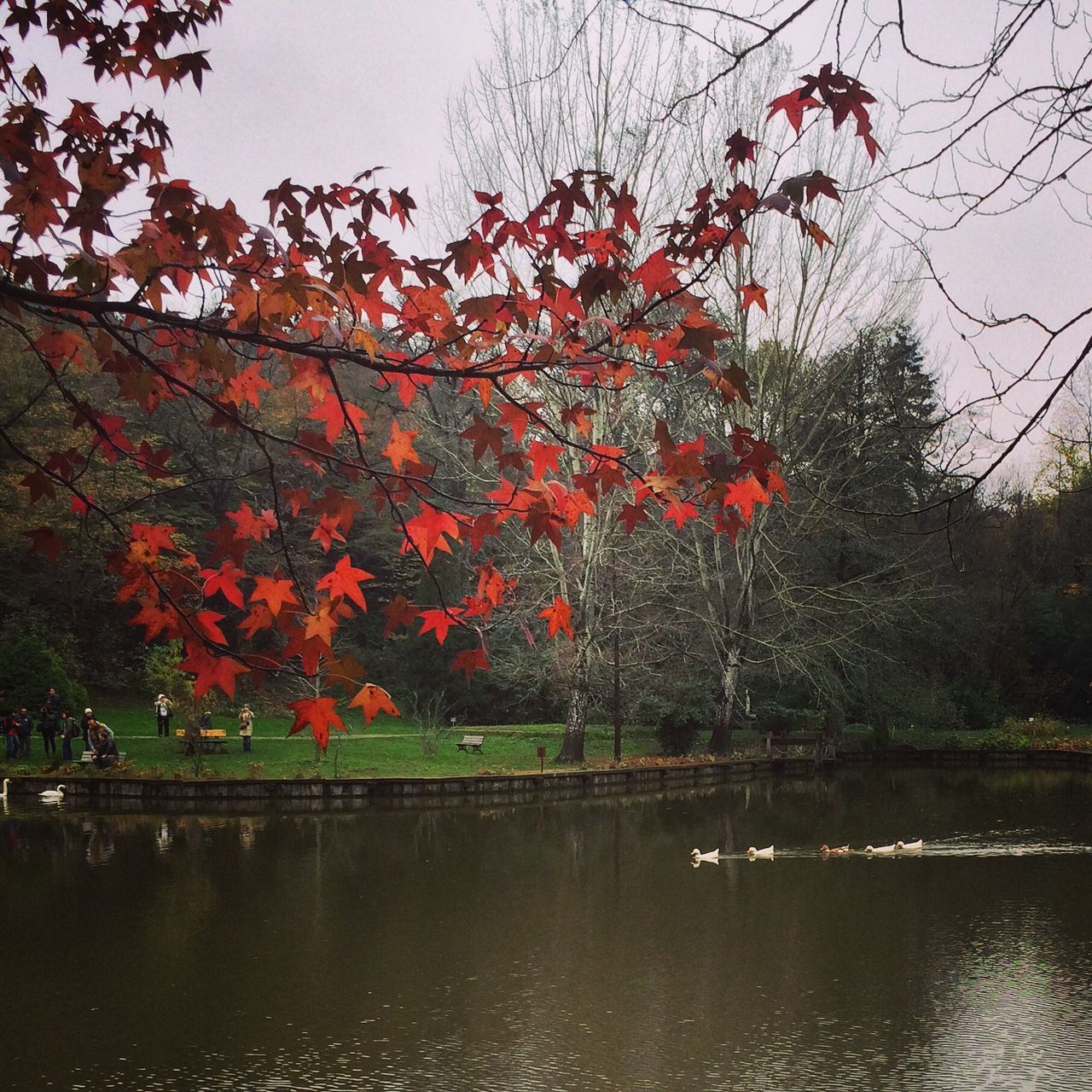 tree, water, branch, autumn, red, growth, nature, lake, reflection, waterfront, change, beauty in nature, tranquility, sky, river, season, built structure, building exterior, tranquil scene, architecture