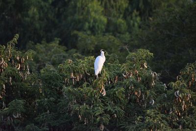 Bird perching on plant against trees