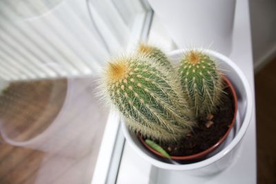 High angle view of potted cactus plant