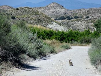 View of sheep on road