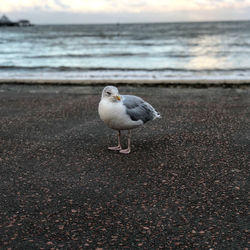Close-up of seagull perching on beach