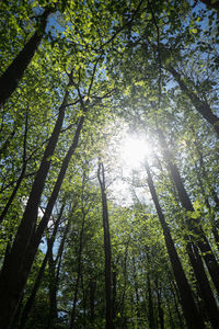 Low angle view of trees in forest