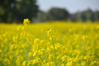 Closeup view of mustard yellow flowers blooming in field