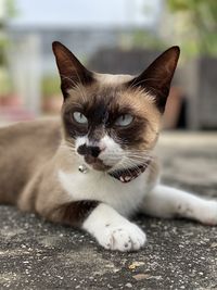 Close-up portrait of a cat