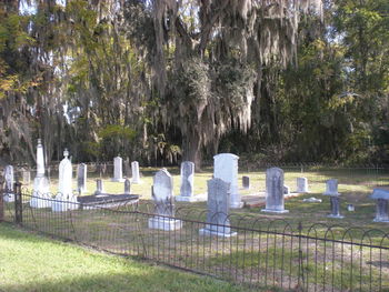 Trees growing in park