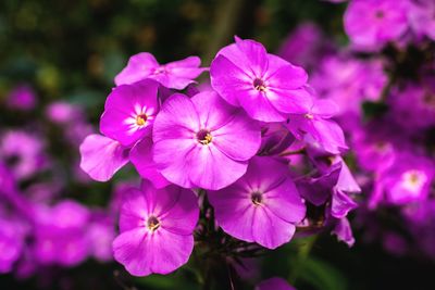 Close-up of purple iris blooming outdoors
