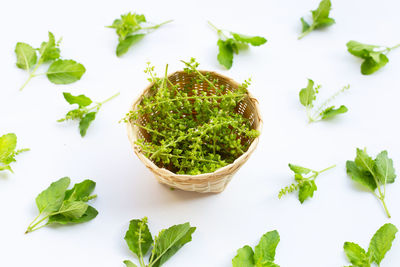 High angle view of leaves against white background