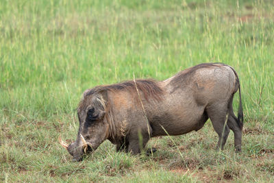 Warthog, phacochoerus africanus, national parks of uganda