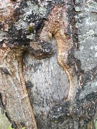 Full frame shot of tree trunk