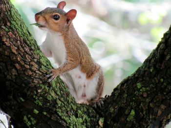 Squirrel on tree trunk