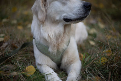 View of a dog in harness looking away