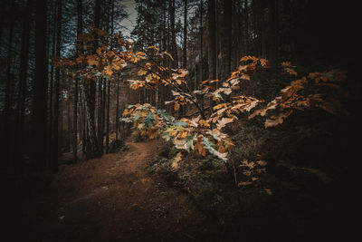 Trees growing in forest during autumn