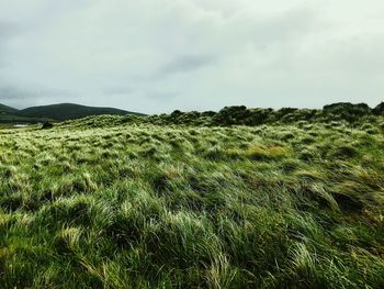 Scenic view of field against sky