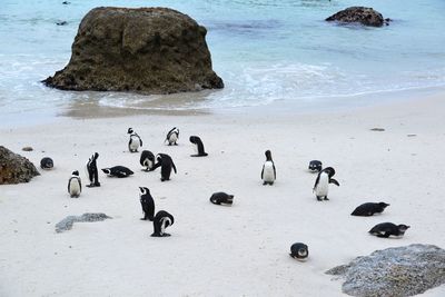 High angle view of birds on beach