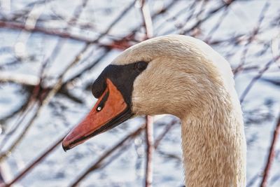 Close-up of swan on lake