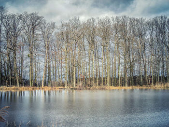 Scenic view of lake in forest against sky