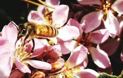 Close-up of bee on pink flowers