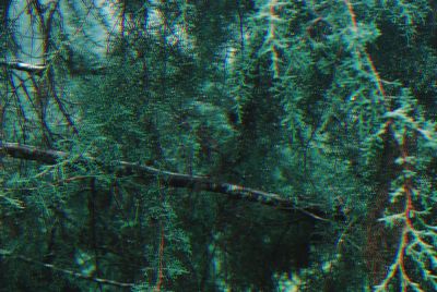 Full frame shot of trees in forest