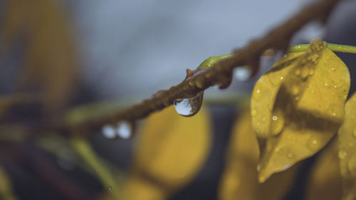 Close-up of wet yellow flower