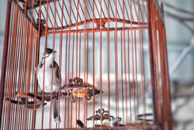 Close-up of bird in cage