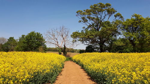 Scenic view of yellow flowering plants on field against clear sky