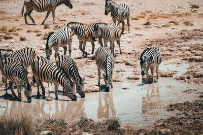 View of zebras drinking water