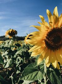 Close-up of sunflower against sky