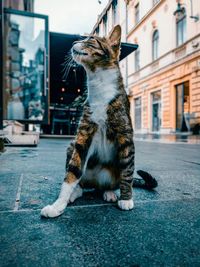 Cat sitting on street