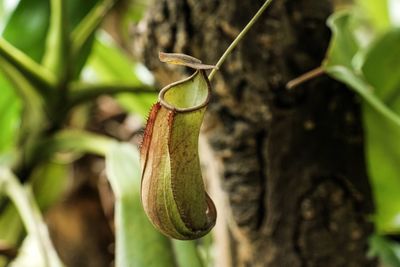 Close-up of nepenthes against blurred background