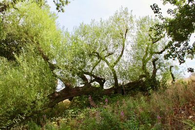 Trees growing in forest against sky