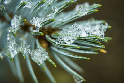 Ice on conifer green needles, close-up view