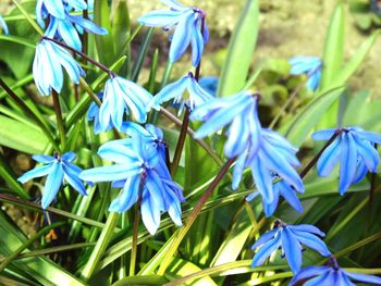 Close-up of blue flowering plants