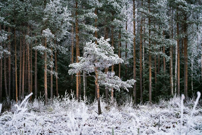 Snow covered pine trees in forest