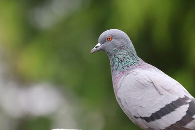 bird