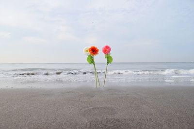 Close up of red flowers blooming on beach