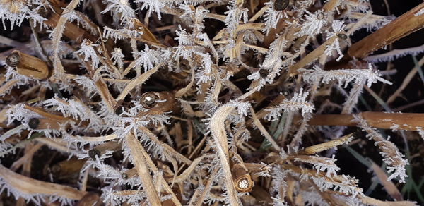 Full frame shot of frozen plants